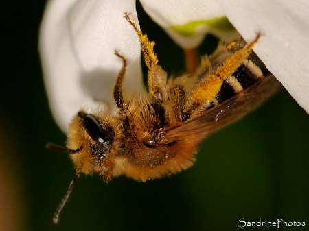 Abeille domestique sur Perce-neige, Le Verger, refuge LPO Bouresse Sud-Vienne 86 (19)