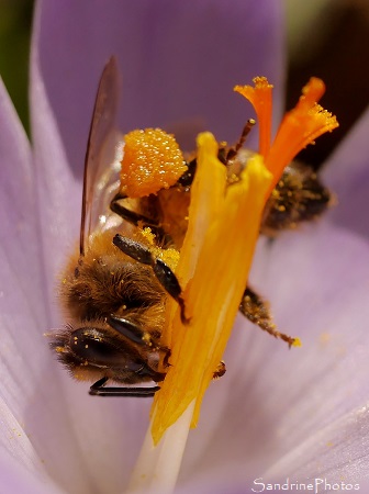 Abeille domestique sur crocus, Le Verger, refuge LPO Bouresse 86 Sud-Vienne (22)