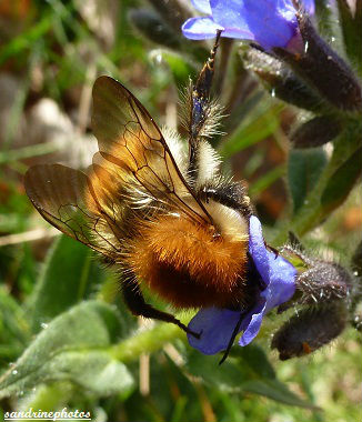 Abeille la tête dans une fleur de pulmonaire officinale Route de Queaux chemin de randonnée (73) - Copie