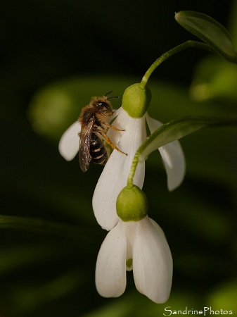 Abeille solitaire sur Perce-neige, Le Verger, refuge LPO Bouresse 86 (7)