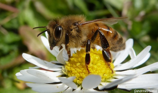 Abeille sur une pâquerette, bee on a wild little daisy in the garden, Jardin, Bouresse, Poitou-Charentes 23 mars 2013 (34)