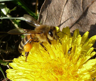 abeille butinant un pissenlit les pattes pleine de pollen jardin route de l`Isle JourdainGF(2) (1)