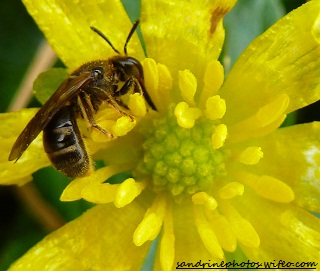 abeille solitaire sur une renoncule ficaire PF