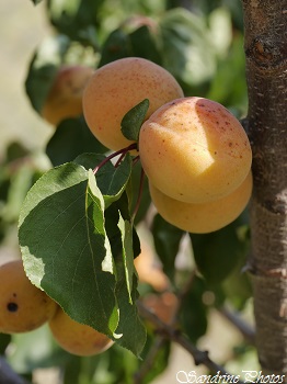 Abricotier du Roussillon, Abricot, fruits, Apricots, Gîte chez Thérèse, Jujols (15)