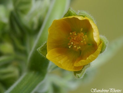 Abutilon theophrasti, Abutilon à fleurs jaunes, fleurs sauvages jaunes, Yellow wild flowers, Bouresse, Poitou-Charentes (12)