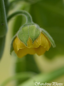 Abutilon theophrasti, Abutilon à fleurs jaunes, fleurs sauvages jaunes, Yellow wild flowers, Bouresse, Poitou-Charentes (14)