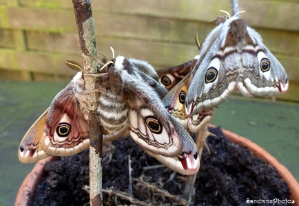 Accouplement de petits paons de nuit -Bouresse, Saturnia pavonia -Moths coupling-Poitou-Charentes-14 avril 2013 (31)