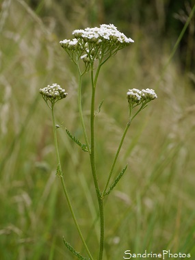 Achillée millefeuille, Achillea millefolium, Fleurs sauvages blanches, Jardin, Le Verger, Bouresse 86, Poitou, Sud-Vienne, Biodiversité en région Nouvelle Aquitaine (71)