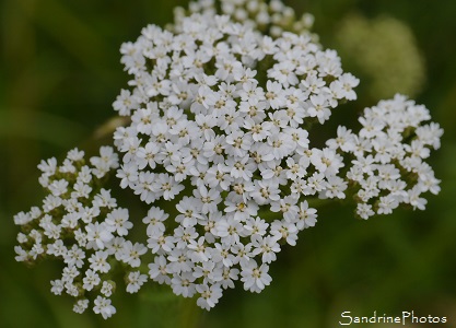 Achillée millefeuille, Achillea millefolium, Fleurs sauvages blanches, Jardin, Le Verger, Bouresse 86, Poitou, Sud-Vienne, Biodiversité en région Nouvelle Aquitaine (73)