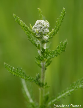 Achillée millefeuille, Achillea millefolium, Fleurs sauvages blanches, Jardin, Le Verger, Bouresse 86, Poitou, Sud-Vienne,  Biodiversité en région Nouvelle Aquitaine (64)