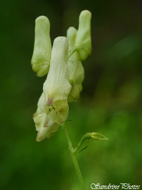 Aconit tue-loup, Aconitum vulparia, Fleurs sauvages jaune pâle, yellow wild flowers of Poitou-Charentes, France (1)