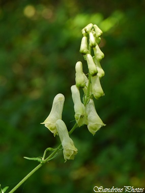 Aconit tue-loup, Aconitum vulparia, Fleurs sauvages jaune pâle, yellow wild flowers of Poitou-Charentes, France (3)