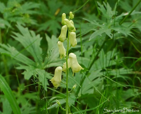 Aconit tue-loup, Aconitum vulparia, Fleurs sauvages jaune pâle, yellow wild flowers of Poitou-Charentes, France