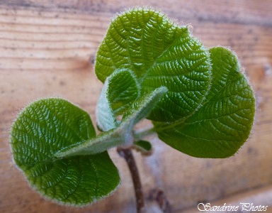 Actinidia deliciosa, Actinidiaceae , Plante liane, Feuilles de Kiwi, Arbre fruitier, leaves of fruit tree of the garden, Jardin, Bouresse, Poitou-Charentes (12)