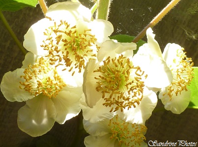 Actinidia deliciosa, Actinidiaceae , Plante liane, Fleurs de Kiwi, Arbre fruitier, flowers and fruit tree of the garden, Jardin, Bouresse, Poitou-Charentes (17)