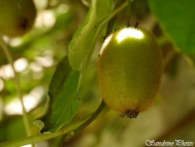 Actinidia deliciosa, Actinidiaceae , Plante liane, Kiwi, Arbre fruitier, fruit tree of the garden, Fruits du Jardin, Bouresse, Poitou-Charentes (16)