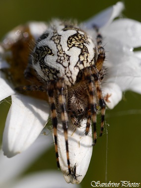 Aculepeira ceropegia femelle, Epeire des bois, Epeire, feuille de chêne, Araneidae, Arachnides, araignée des champs noire et blanche, Black and white spider, Bouresse, Poitou-Charentes, France (8)