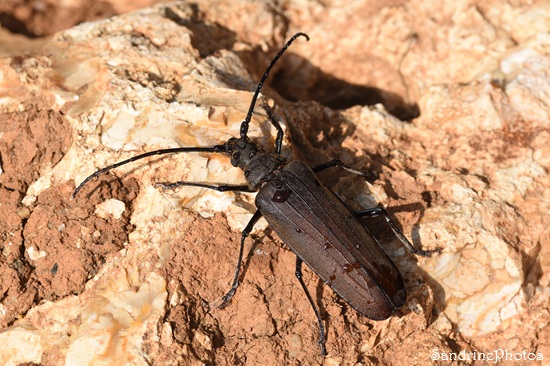 Aegosoma scabricorne, Aegosoma scabricornis, Cerambycidae, Insectes, Le Verger, Bouresse 86 (167).jpg