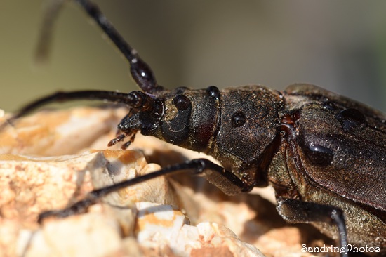 Aegosoma scabricorne, Aegosoma scabricornis, Cerambycidae, Insectes, Le Verger, Bouresse 86 (181).jpg