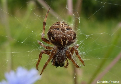 Agalenatea redii, L`Epeire de velours, Velvet spider, Araneidae, Araignée, Spiders, sur chicorée sauvage, Bouresse, Poitou-Charentes