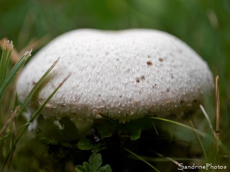 Agaric champêtre, Rosé des prés, Agaricus campestris, Agaricaceae, Champignons, Jardin, le Verger, Bouresse 86 (38)