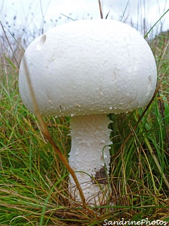 Agaric des jachères, boule de neige, Rosé, Agaricus arvensis, champignons d`automne, autumn mushrooms, Bouresse, poitou-Charentes Sandrinephotos Esprit nature