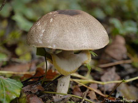 Agaric des robiniers, Agaricus bresadolanus, Champignons, Refuge LPO La Planchette, Queaux, Sud Vienne (17)