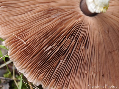 Agaric des robiniers, Agaricus bresadolanus, Champignons, Refuge LPO La Planchette, Queaux, Sud Vienne (8)