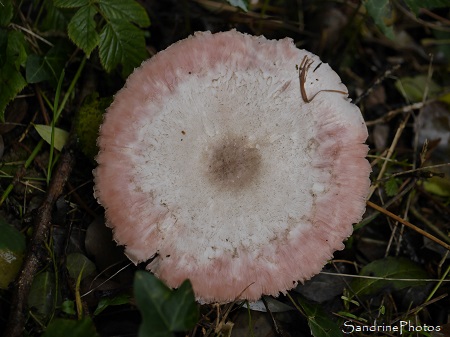 Agaric des robiniers, Agaricus bresadolanus, Champignons, Refuge LPO La Planchette, Queaux, Sud Vienne 86 (10)