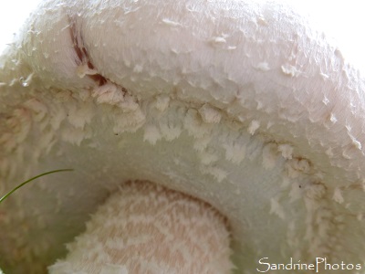 Agaric géant des prés, champignons, Bouresse