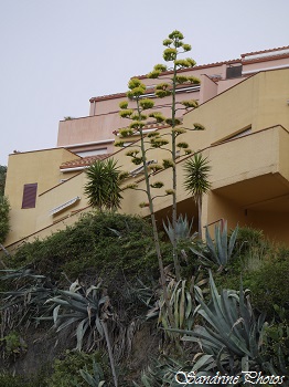 Agave americana, Plante cactus, Collioure (42)
