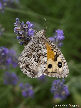 Agreste, Hipparchia semele, Papillon de jour, Nymphalidae, Gîte de la Bergerie, Vacances 2017 Saint Martial Gard (3)