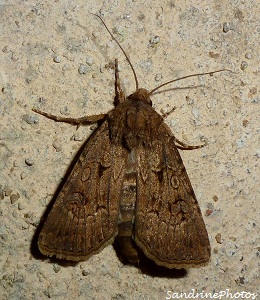 Agrotis crassa femelle, La noctuelle trapue, Papillon de nuit, Great dart agrotis crassa female, Moths and butterflies, Bouresse, Poitou-Charentes 14 aot 2012