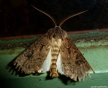 Agrotis crassa mâle-Papillon de nuit, Great dart agrotis crassa male, Moths and butterflies, Bouresse, Poitou-Charentes, 20 aot 2012