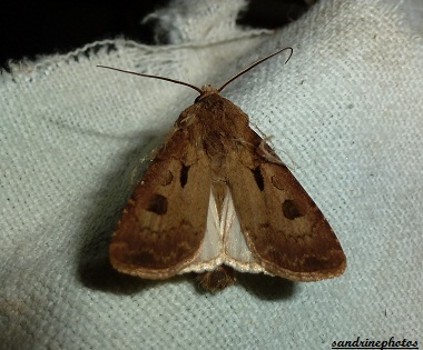 Agrotis exclamationis Le point d`exclamation 15 juin 2012 Papillon de nuit Bouresse Poitou-Charentes (1)PF (1)