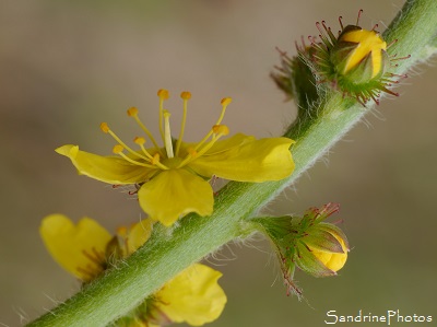 Aigremoine eupatoire, Agrimonia eupatoria, Fleurs sauvages jaunes à grattons, Jardin, Le Verger, Bouresse 86, Poitou, Sud-Vienne, Biodiversité en région Nouvelle Aquitaine (127)