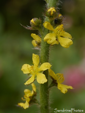 Aigremoine eupatoire, Agrimonia eupatoria, Fleurs sauvages jaunes à grattons, Jardin, Le Verger, Bouresse 86, Sud-Vienne, Biodiversité en région Nouvelle Aquitaine (109)