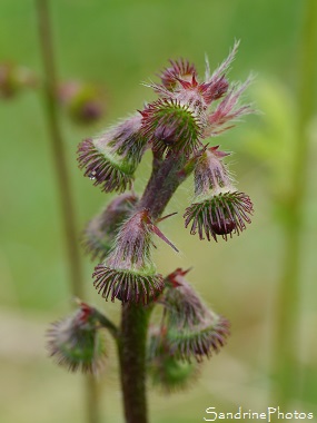 Aigremoine eupatoire, Agrimonia eupatoria, Fleurs sauvages jaunes à grattons, Jardin Le Verger, Bouresse 86, Sud-Vienne, Biodiversité en région Nouvelle Aquitaine