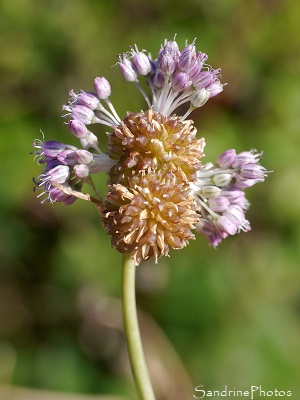 Ail à tête ronde, Allium sphaerocephalon, Fleurs sauvages des côtes bretonnes, Pénestin, sentier des douaniers, Morbihan (71)