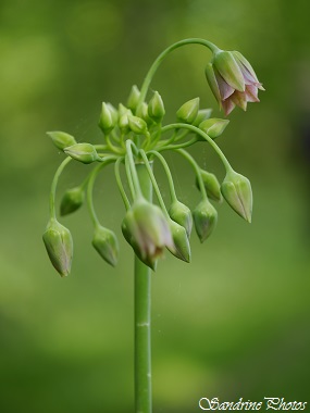 Ail de Sicile, Nectaroscordum siculum, Fleur sauvage rose, Pink wild flower, Sicilian garlic, Vallée de l`Aubineau, Ribes, Poitou-Charentes (85)