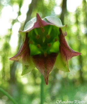 Ail-de-Sicile-Nectaroscordum-siculum-Fleurs-sauvages-protegee-en-Poitou-Charentes-protected-wild-flower-France