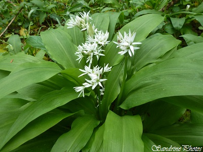 Ail des ours, ail sauvage, Allium ursinum, wild garlic, fleurs sauvages blanches, white wild flowers, Le long de la Vienne, 86, Nature in Poitou-Charentes (2)