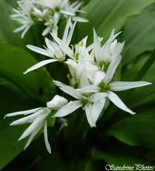 Ail des ours, ail sauvage, wild garlic, fleurs sauvages blanches, white wild flowers, Le long de la Vienne, Nature in Poitou-Charentes