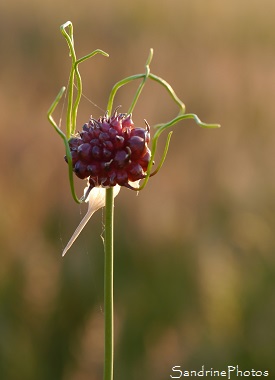 Ail des vignes, Allium vineale,Jardin, Le Verger, Bouresse 86, Sud-Vienne, Biodiversité en région Nouvelle Aquitaine (32)