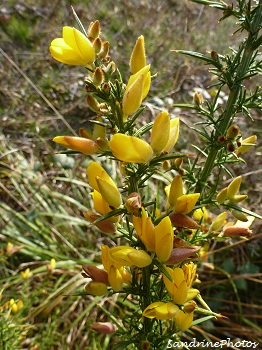 Ajonc d`Europe, Ulex europaeus Arbustes des terres de brandes Bouresse, Poitou-Charentes