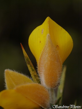 Ajonc d`Europe, Ulex europaeus, Buisson à fleurs jaunes, wild bush with yellow flowers, Chemin de randonnée, route de Queaux, sortie de Bouresse, Poitou-Charentes (50)