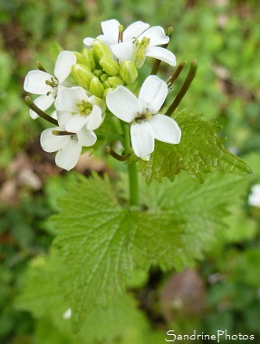 Alliaire officinale, Alliaria petiolata, Bouresse, le Verger, Sud-Vienne, Poitou (26)