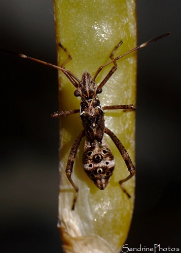 Alydide des genêts - Camptotus lateralis - Alydidae, Punaise juvénile, Cirque de Navacelle 18 juillet 2017 (4)
