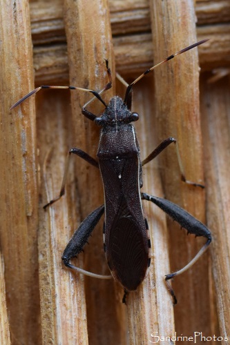 Alydide des genêts, Camptotus lateralis, Alydidae, Punaises, Hémiptères, le Verger, Bouresse 86