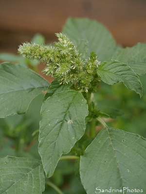 Amarante réfléchie, Amaranthus retroflexus, Fleurs sauvages vertes, Le Verger, Bouresse (28)